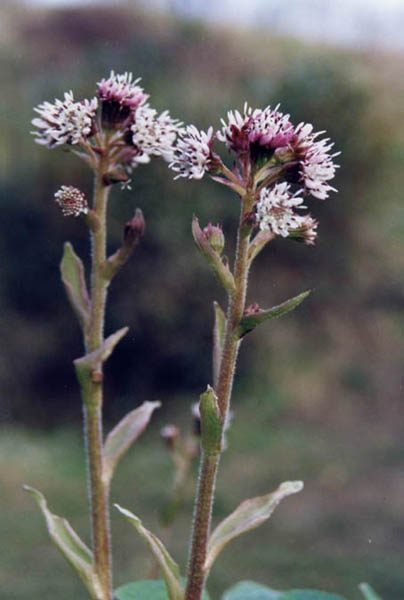 Petasites fragrans photo